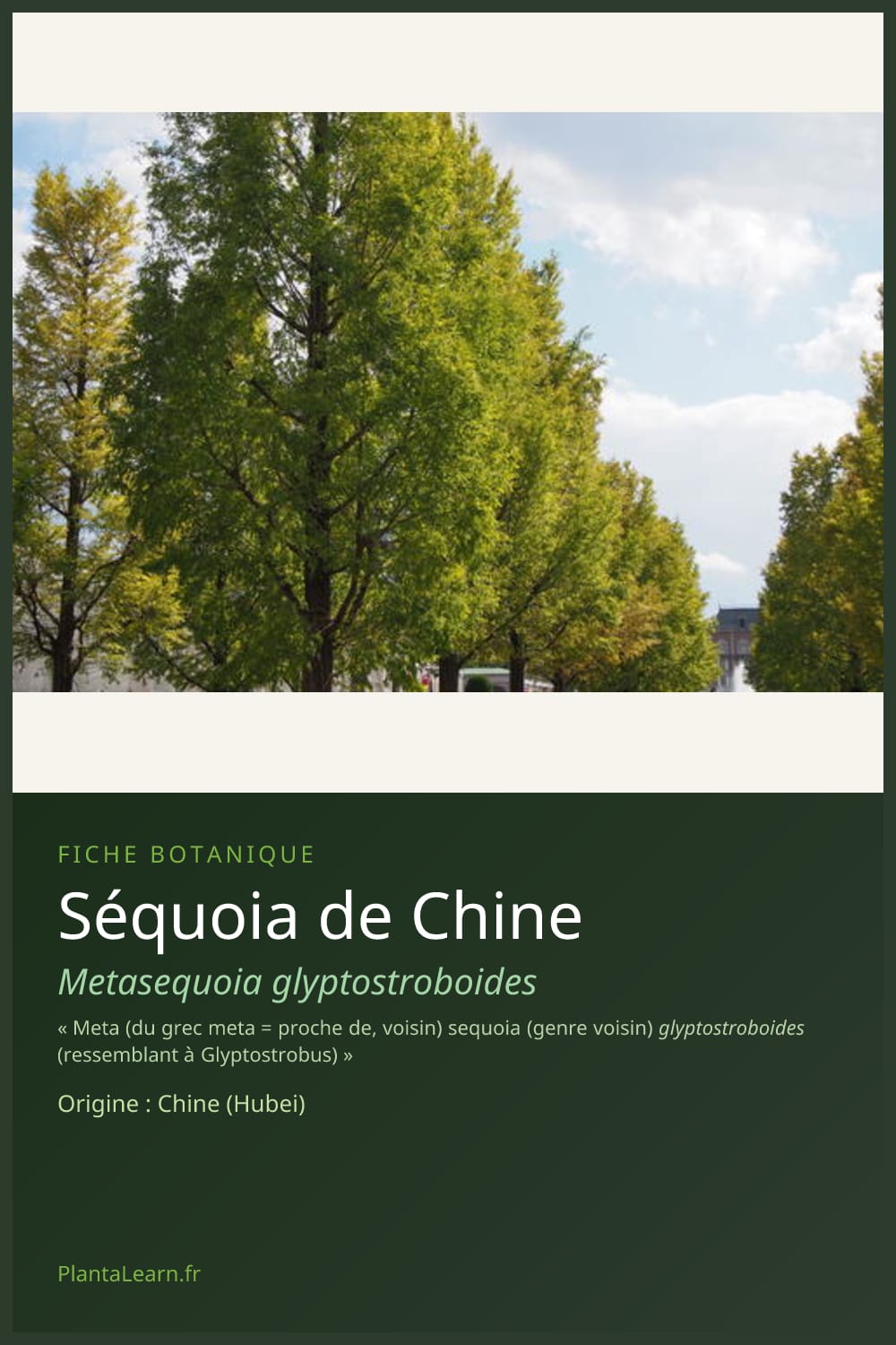 Séquoia de Chine — Pin Pinterest