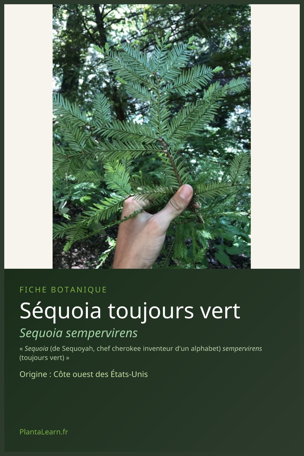 Séquoia toujours vert — Pin Pinterest