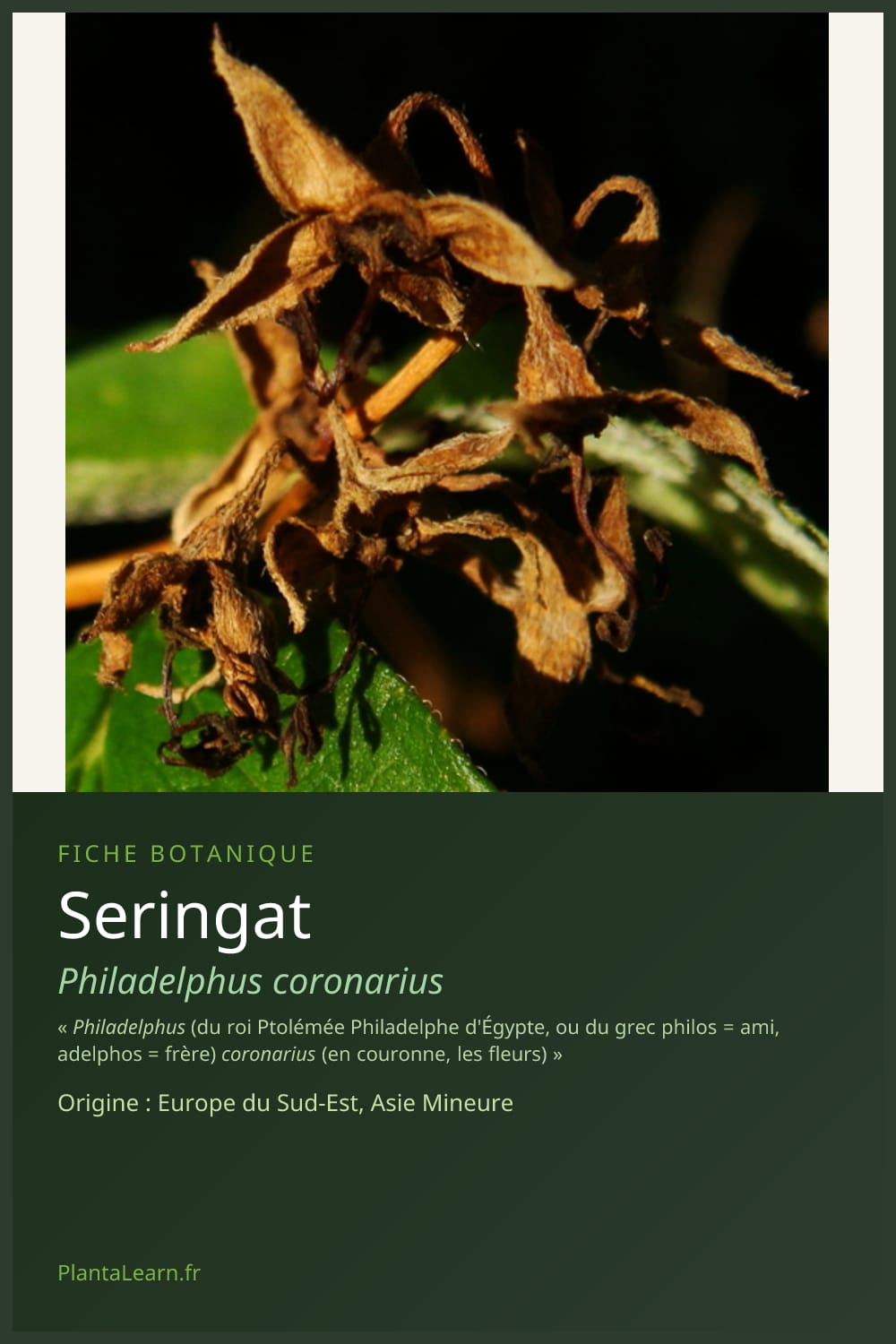 Seringat — Pin Pinterest