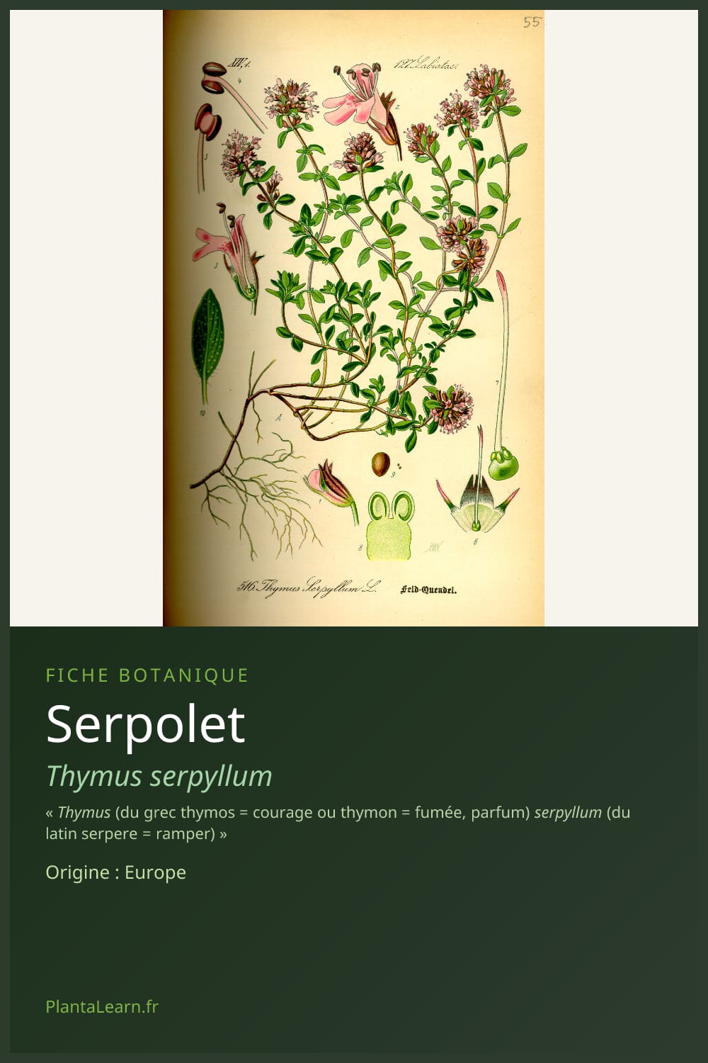 Serpolet — Pin Pinterest