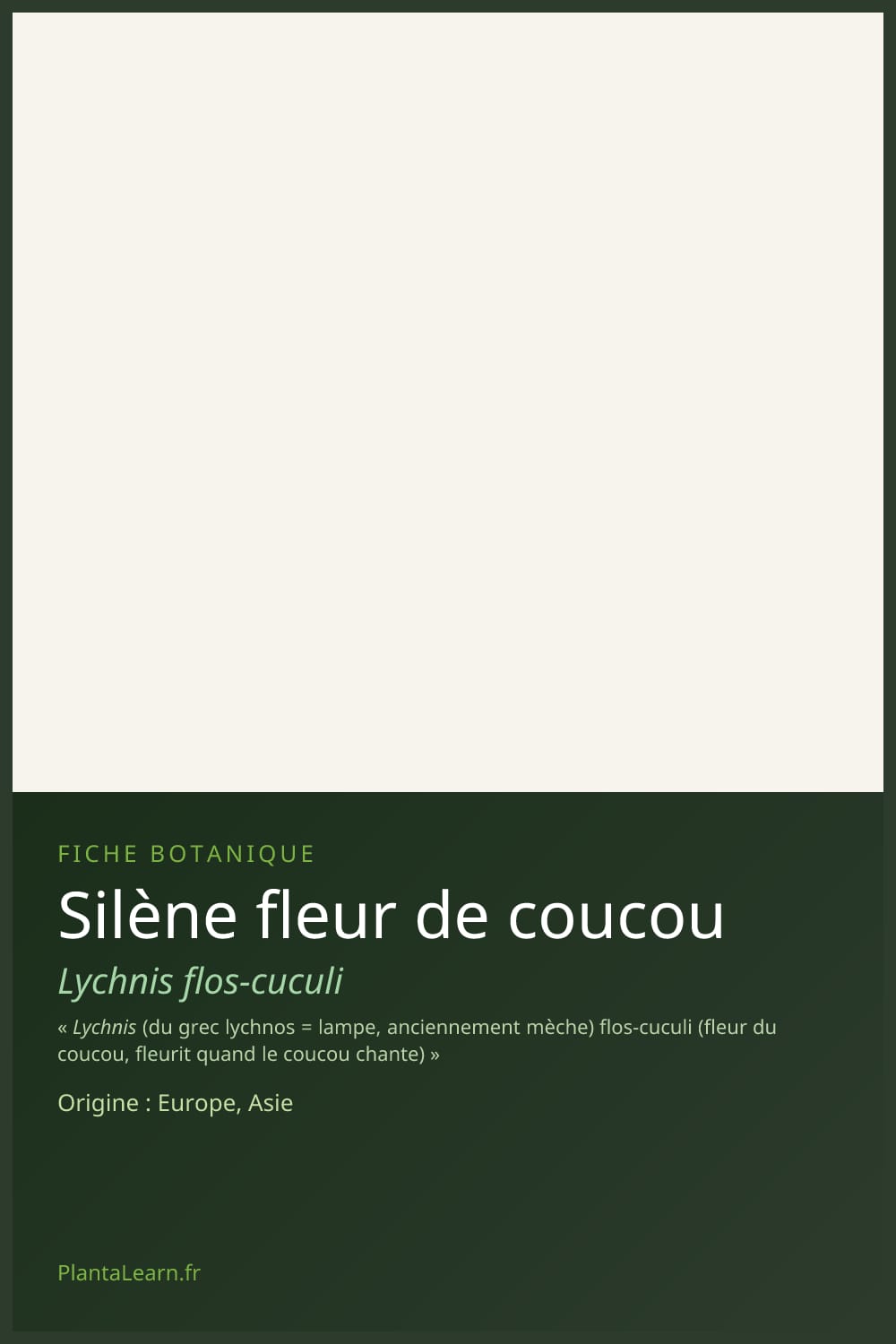 Silène fleur de coucou — Pin Pinterest