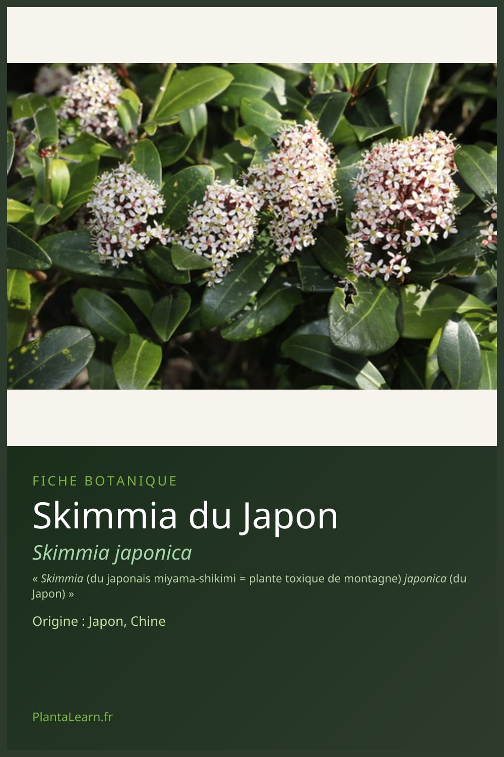 Skimmia du Japon — Pin Pinterest