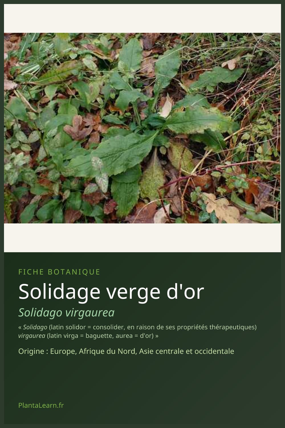 Solidage verge d'or — Pin Pinterest