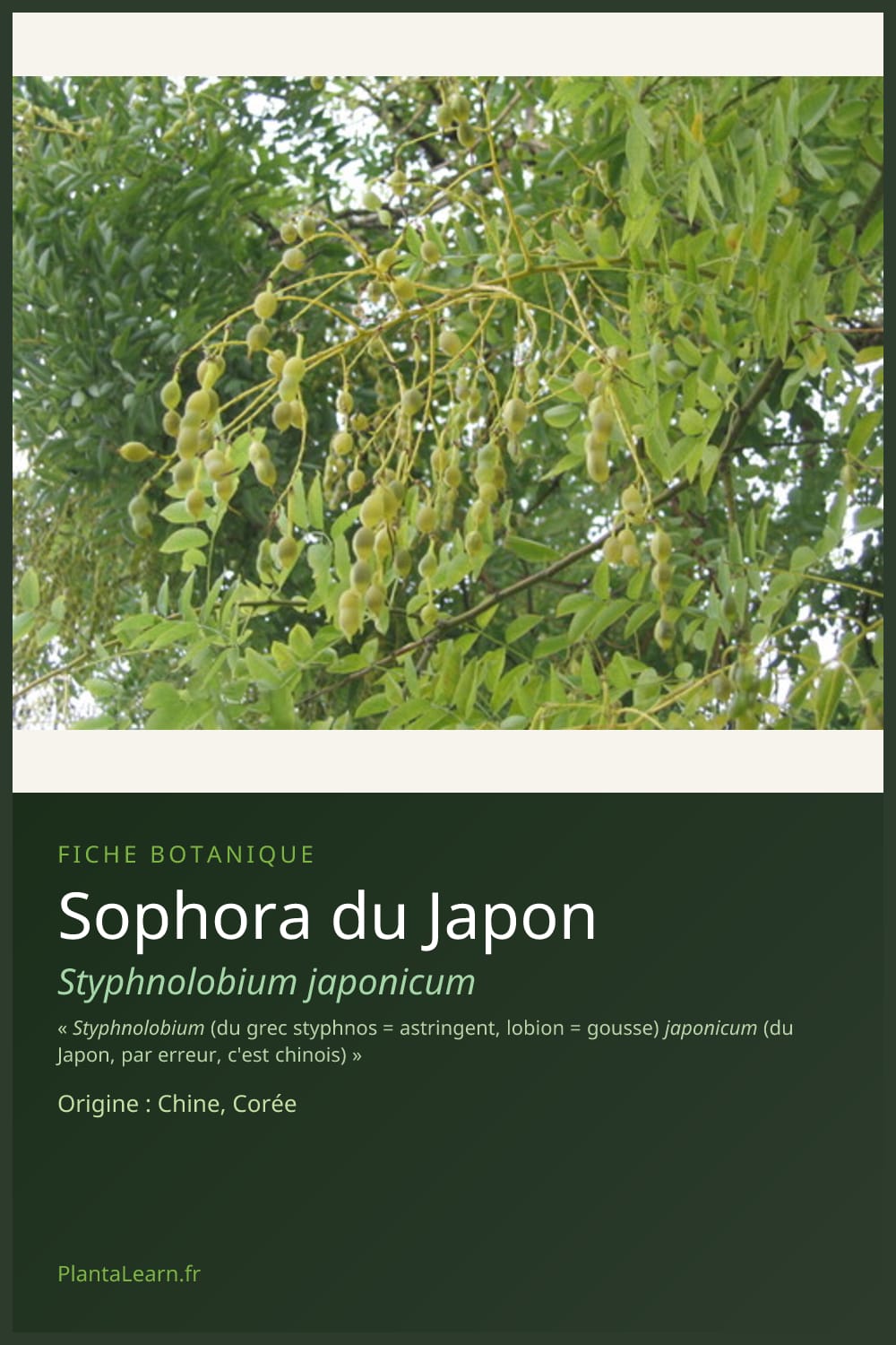 Sophora du Japon — Pin Pinterest