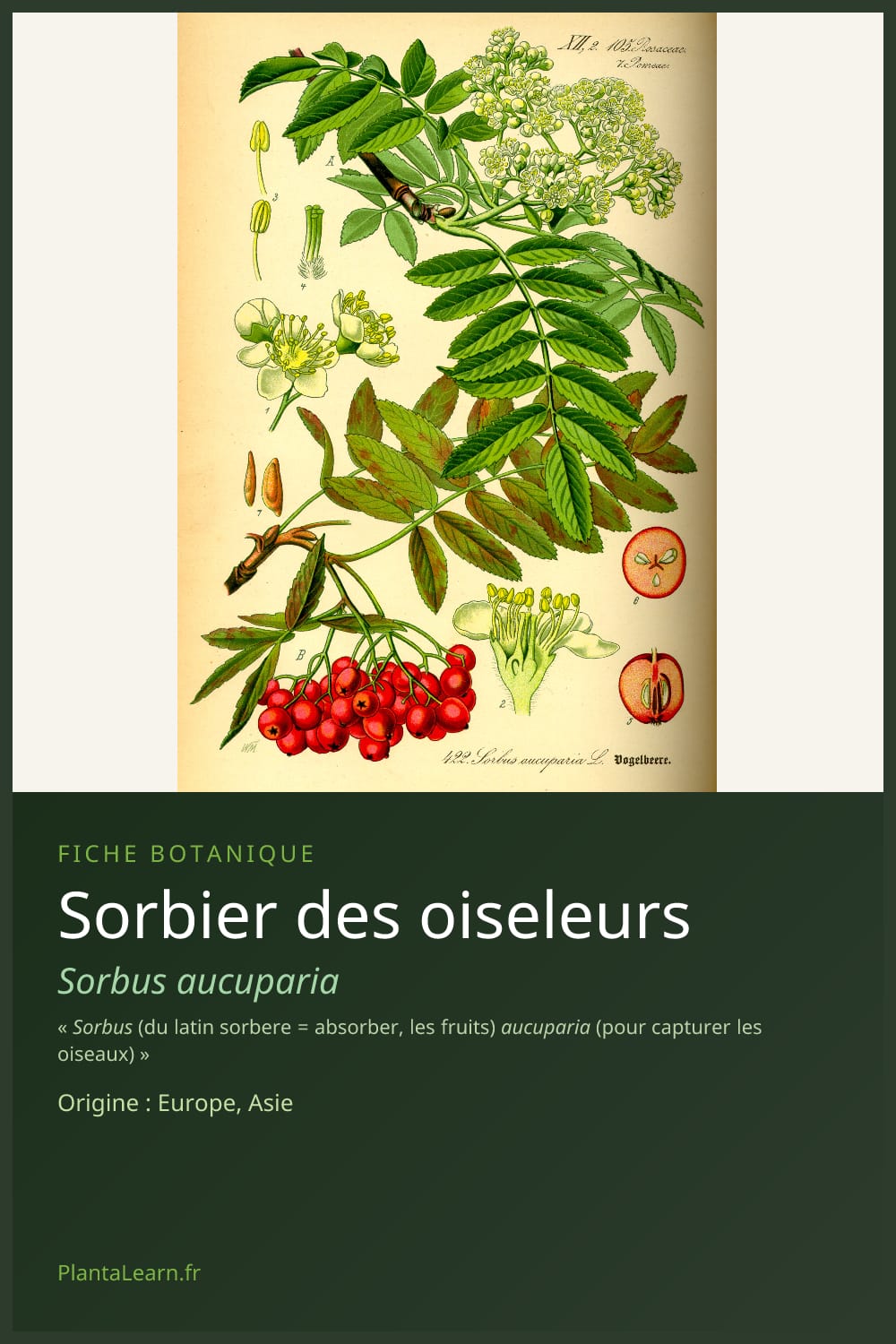Sorbier des oiseleurs — Pin Pinterest