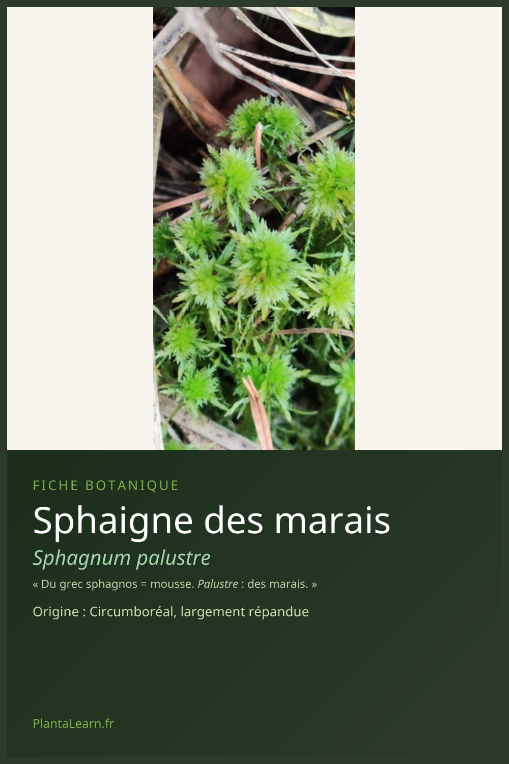 Sphaigne des marais — Pin Pinterest