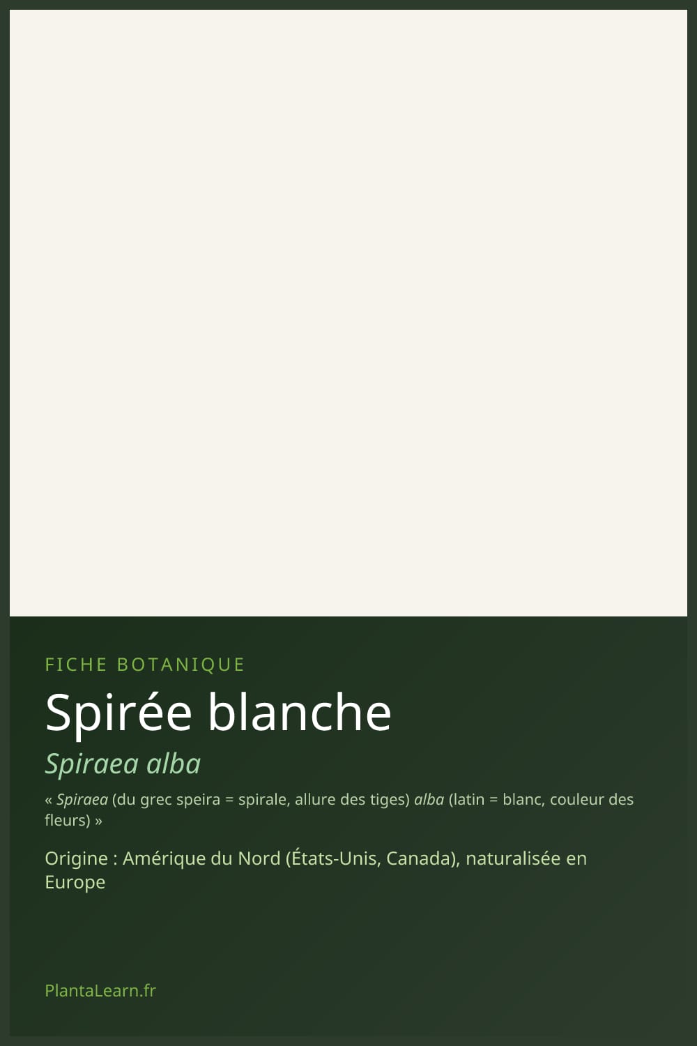 Spirée blanche — Pin Pinterest