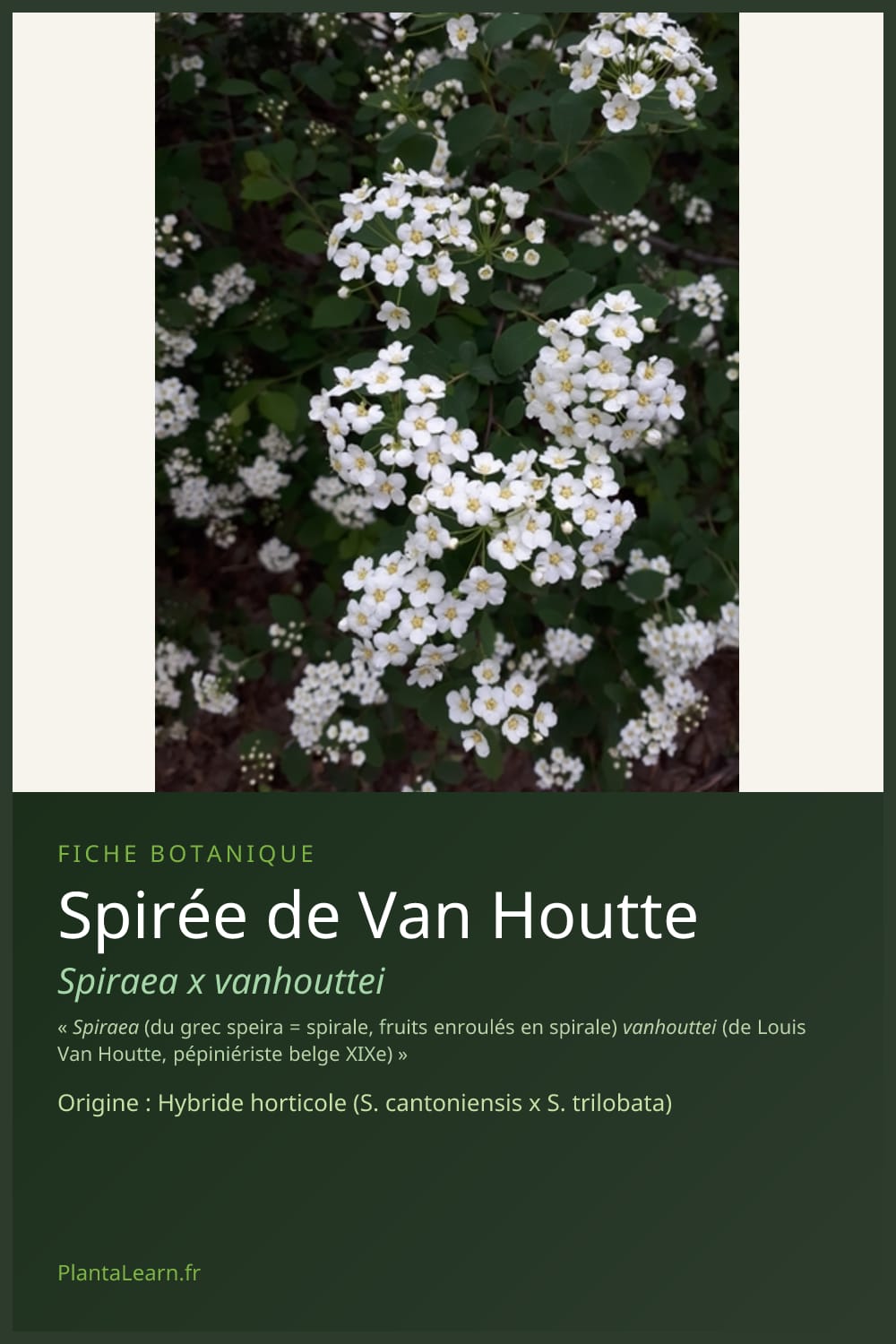 Spirée de Van Houtte — Pin Pinterest