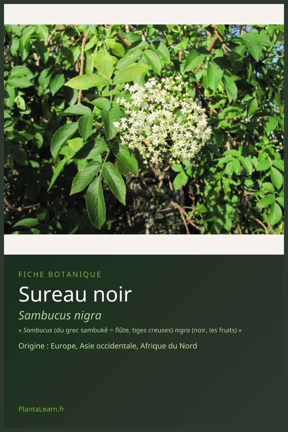 Sureau noir — Pin Pinterest