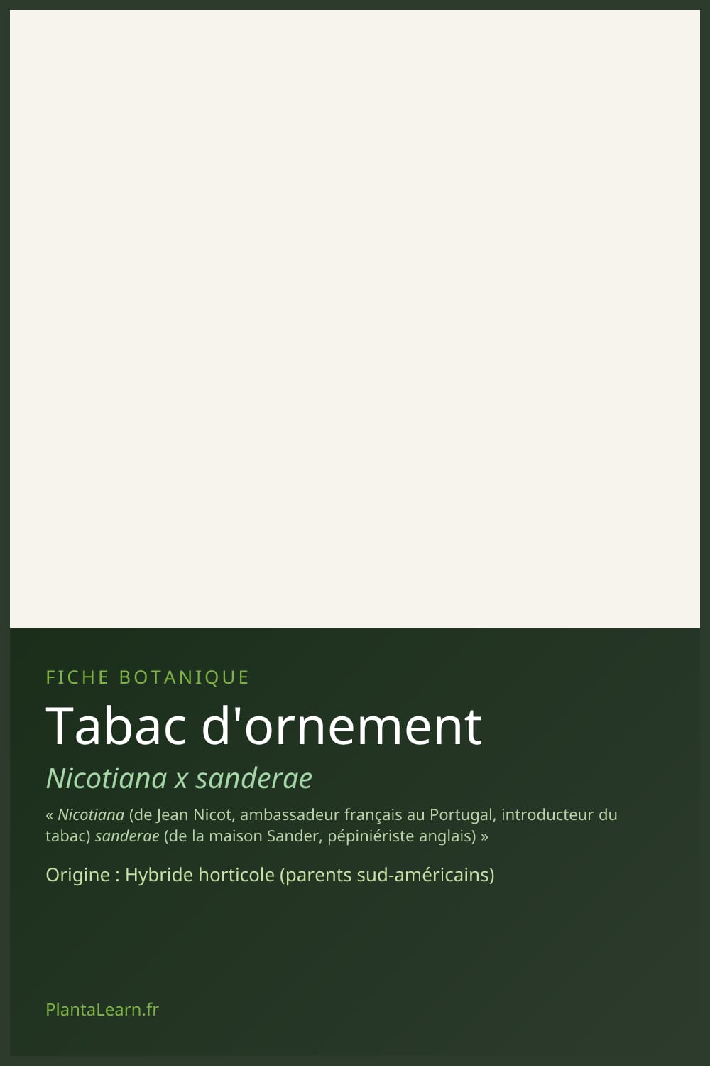 Tabac d'ornement — Pin Pinterest