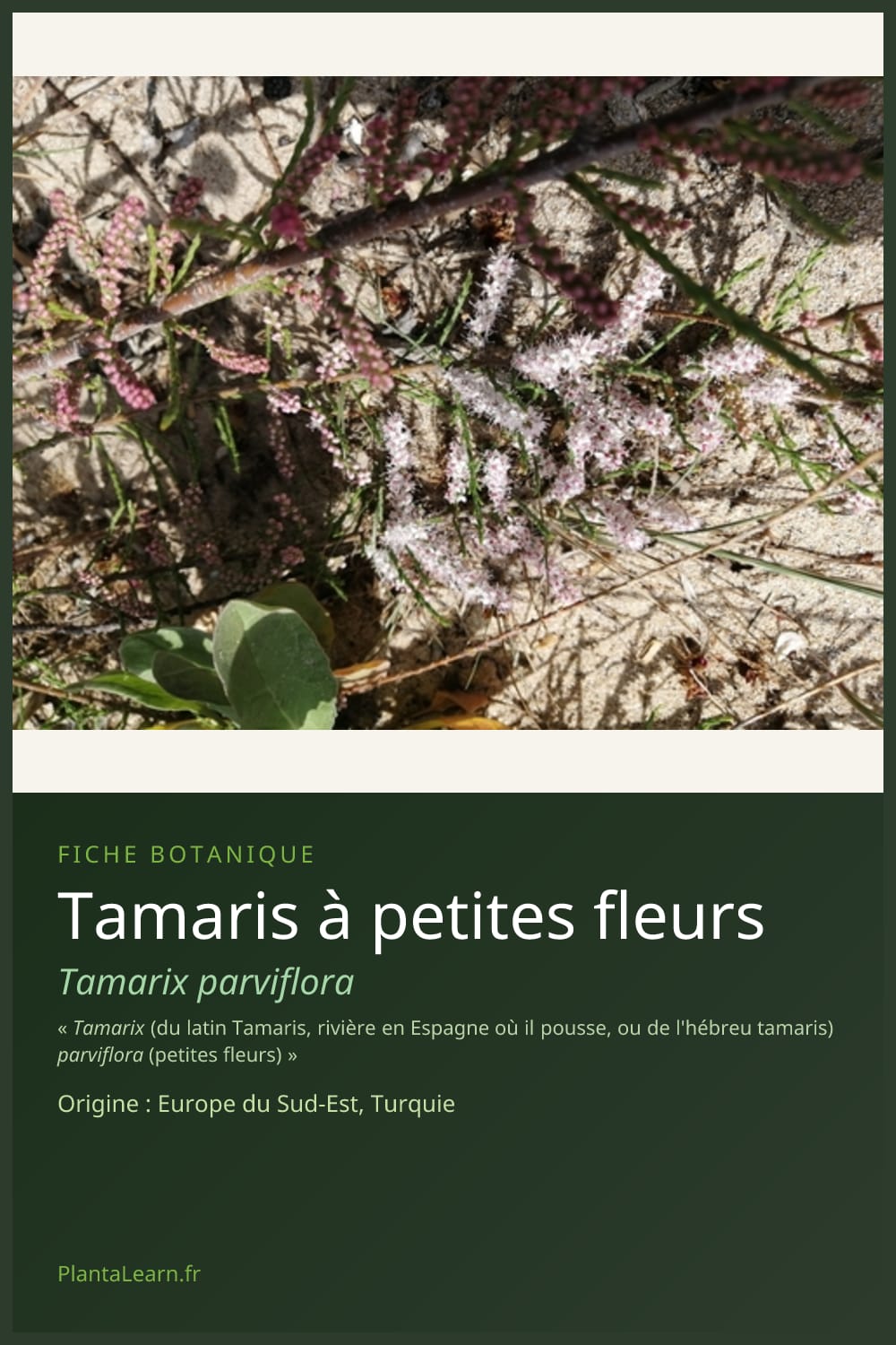 Tamaris à petites fleurs — Pin Pinterest
