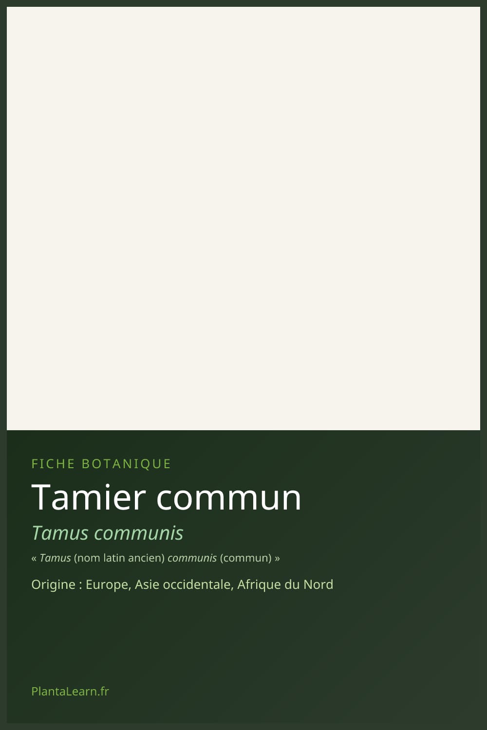 Tamier commun — Pin Pinterest