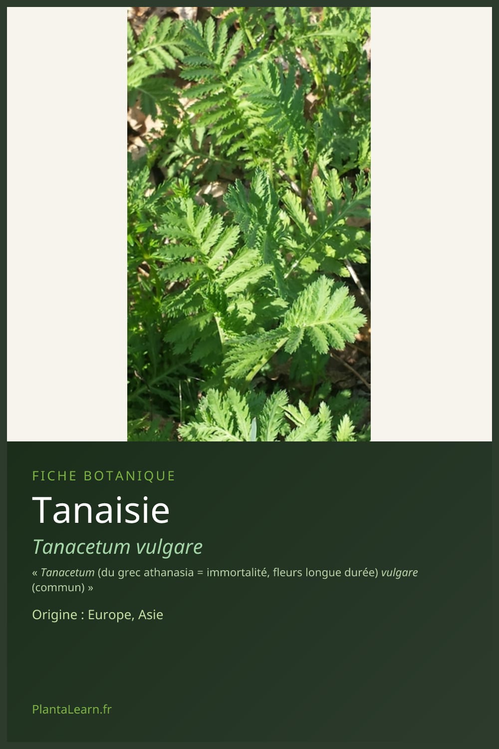 Tanaisie — Pin Pinterest