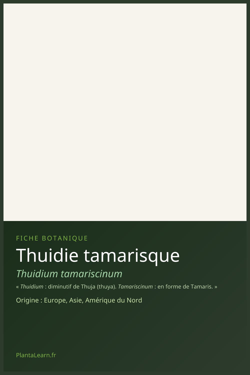 Thuidie tamarisque — Pin Pinterest