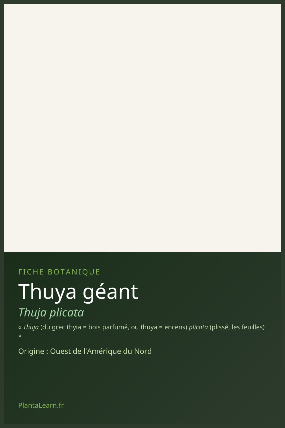 Thuya géant — Pin Pinterest