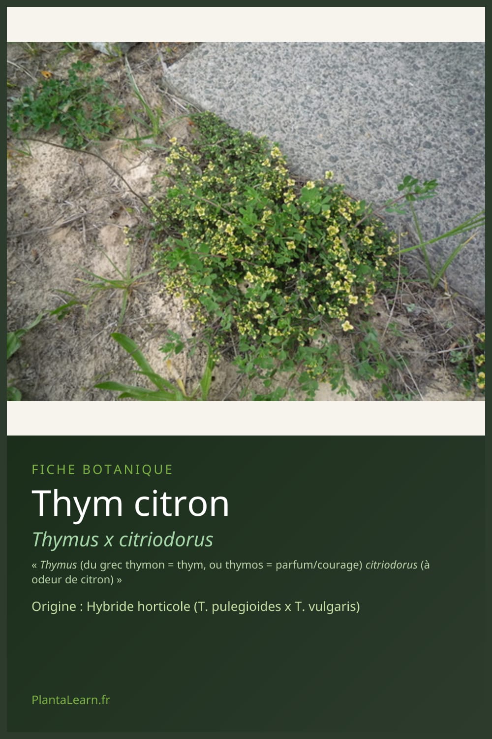 Thym citron — Pin Pinterest