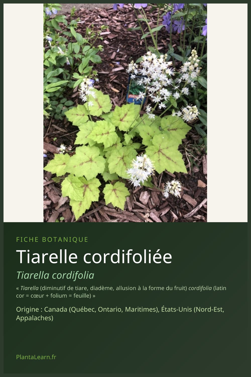 Tiarelle cordifoliée — Pin Pinterest