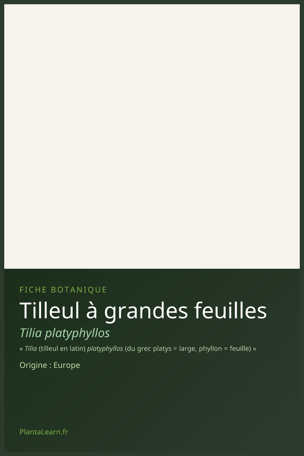 Tilleul à grandes feuilles — Pin Pinterest