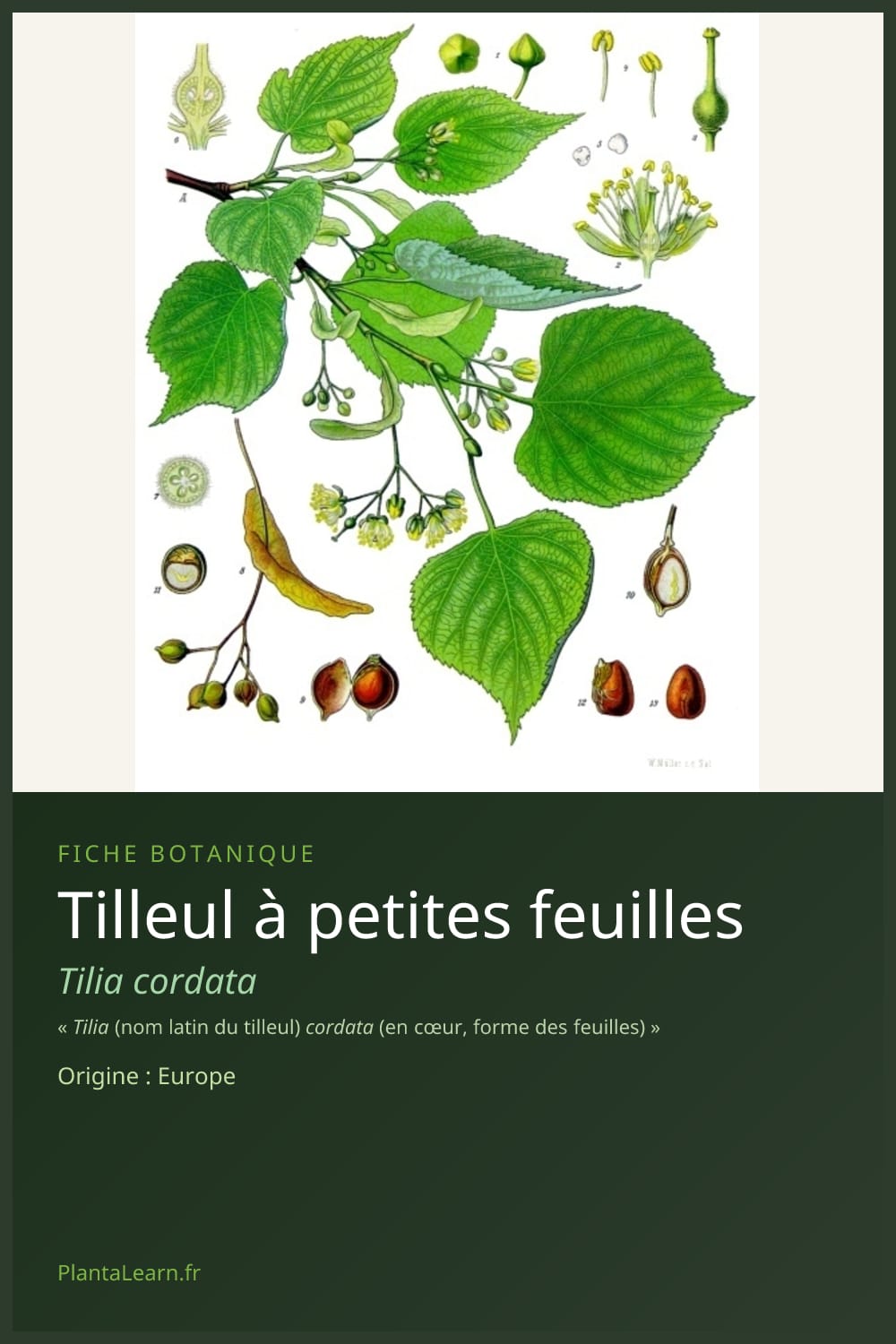 Tilleul à petites feuilles — Pin Pinterest