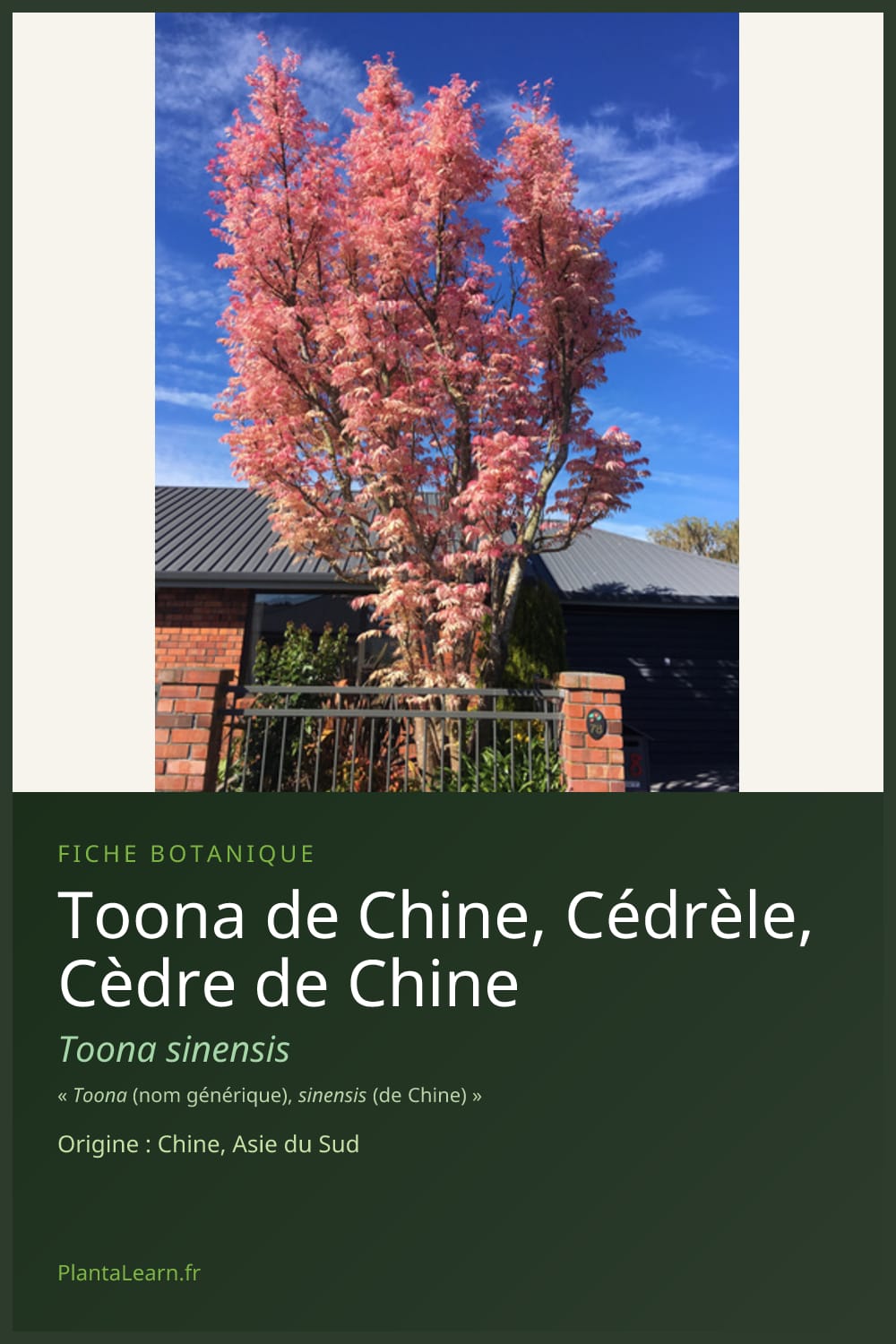 Toona de Chine, Cédrèle, Cèdre de Chine — Pin Pinterest