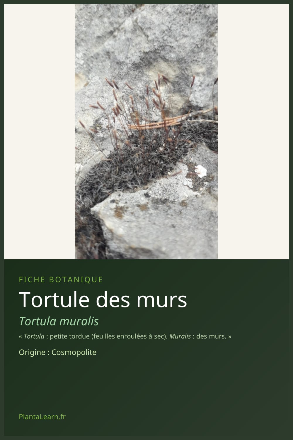 Tortule des murs — Pin Pinterest