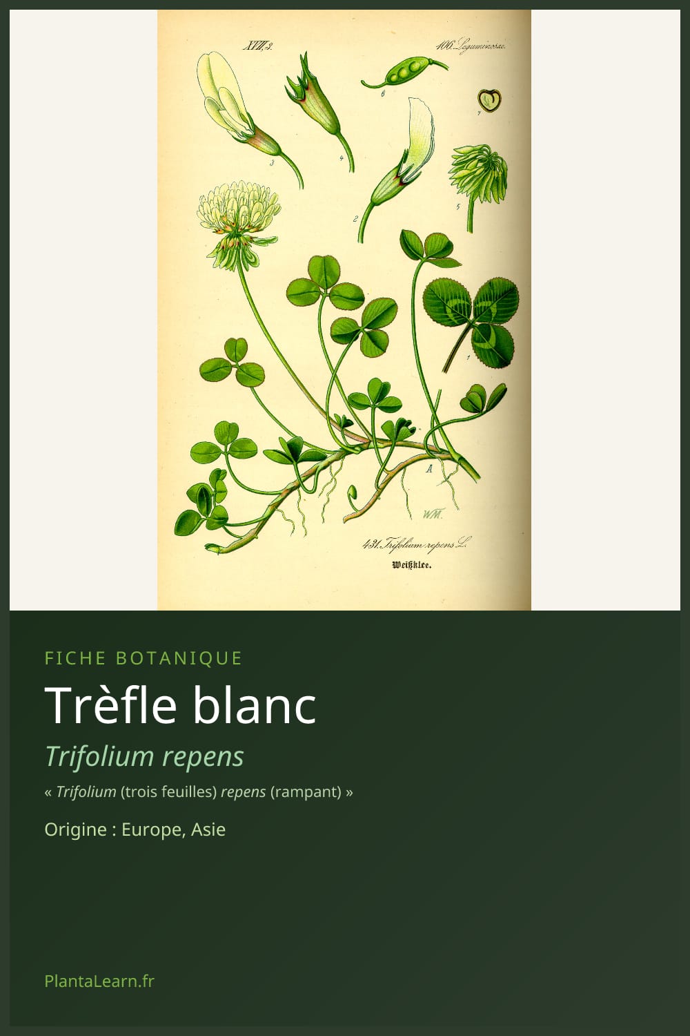 Trèfle blanc — Pin Pinterest