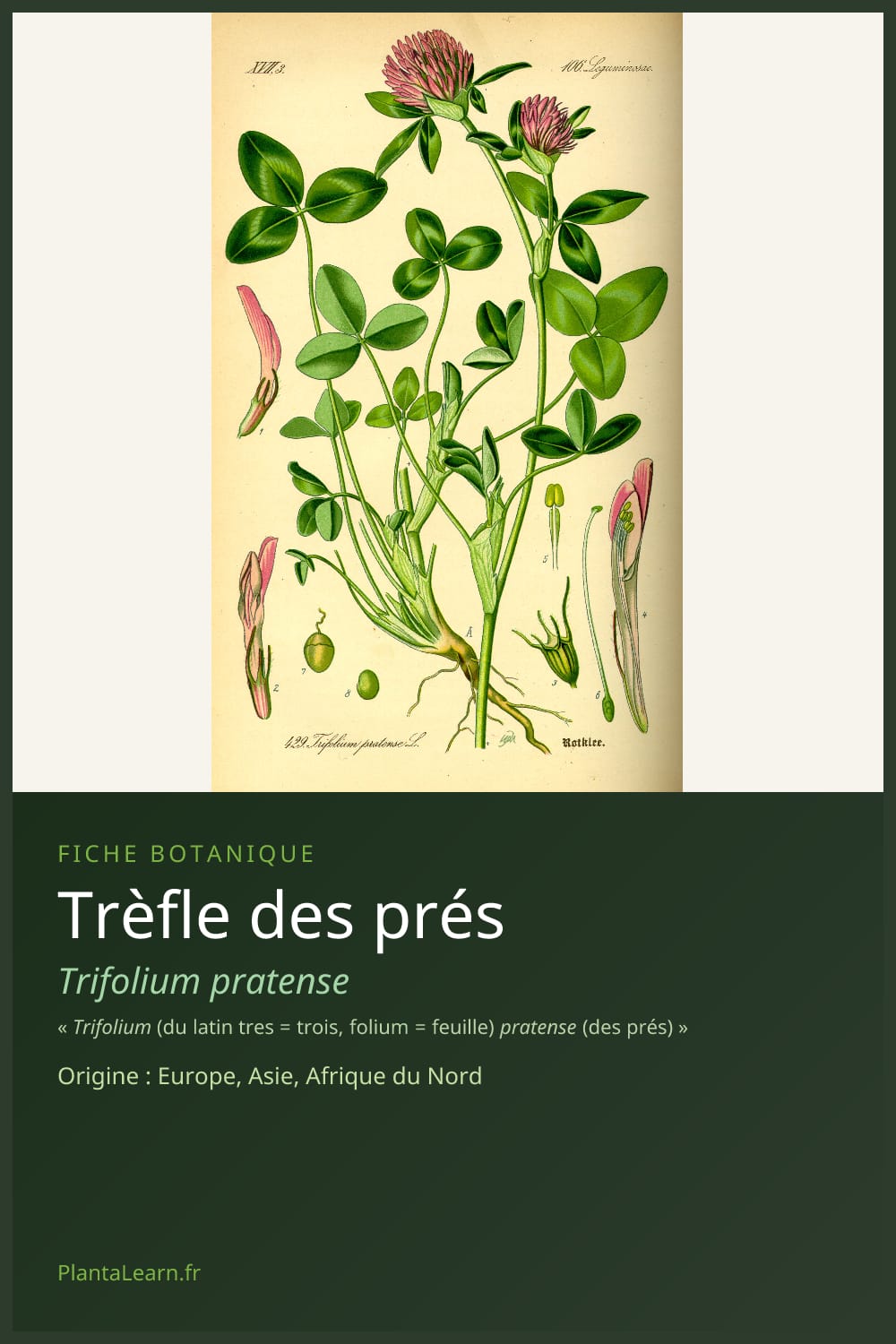 Trèfle des prés — Pin Pinterest