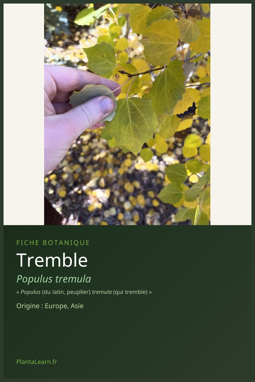 Tremble — Pin Pinterest
