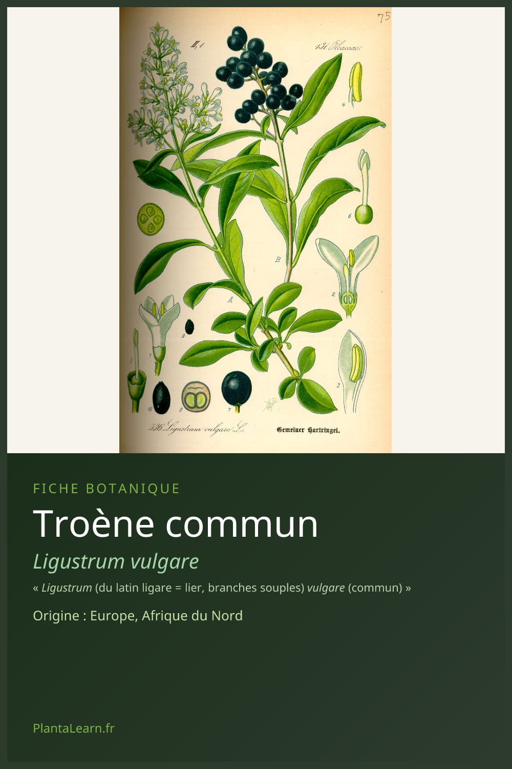 Troène commun — Pin Pinterest