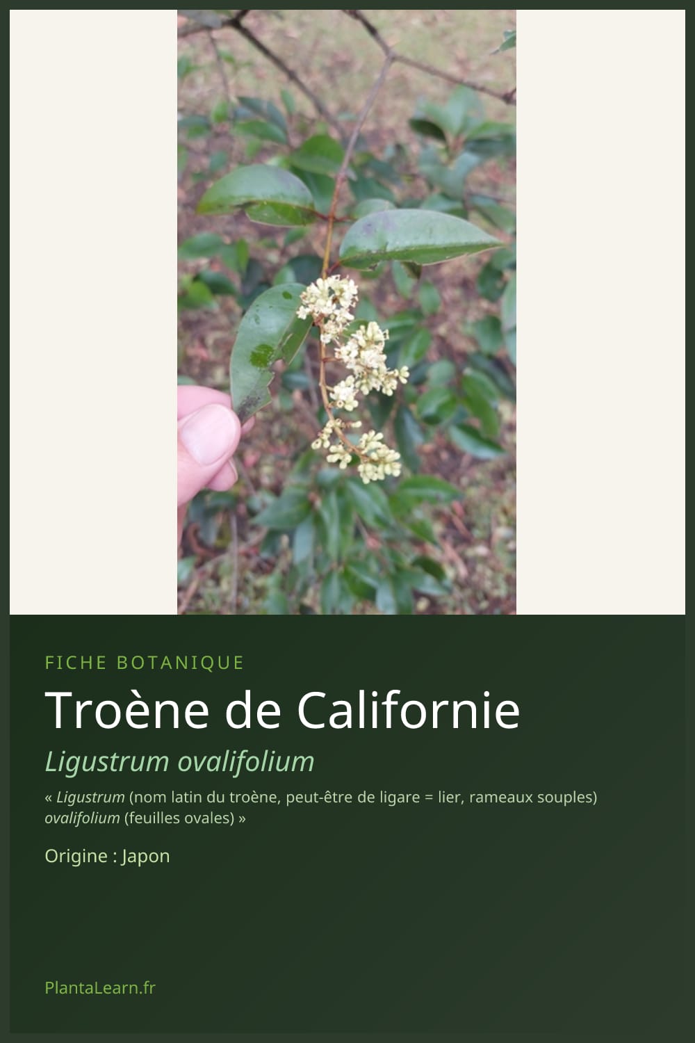 Troène de Californie — Pin Pinterest