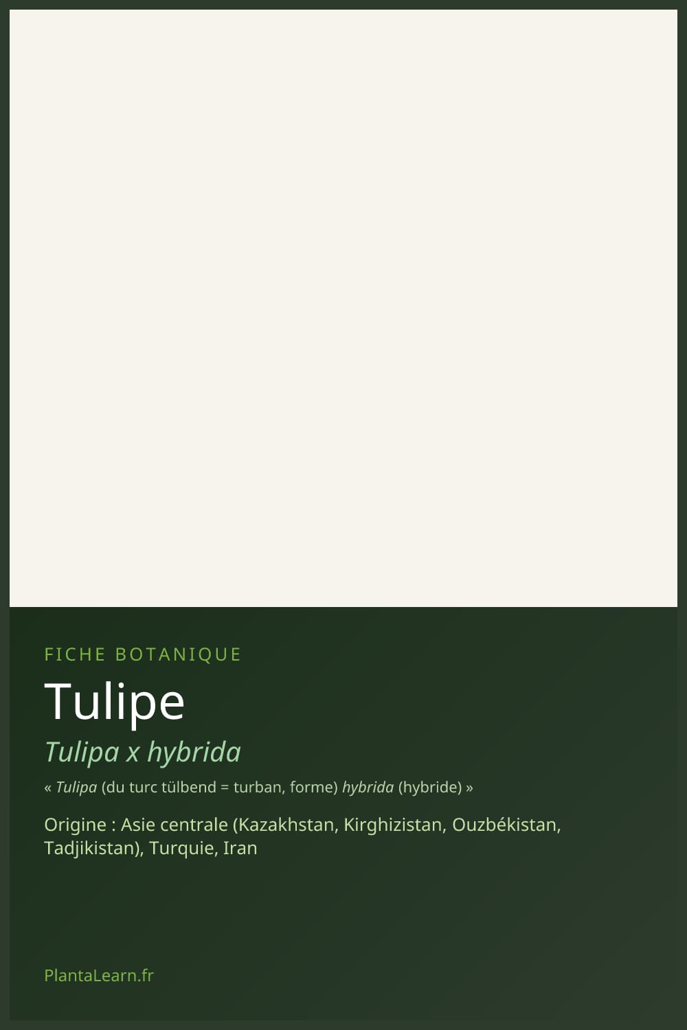 Tulipe — Pin Pinterest