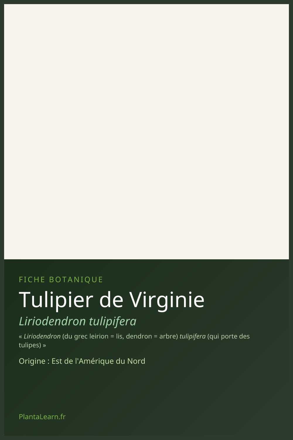 Tulipier de Virginie — Pin Pinterest
