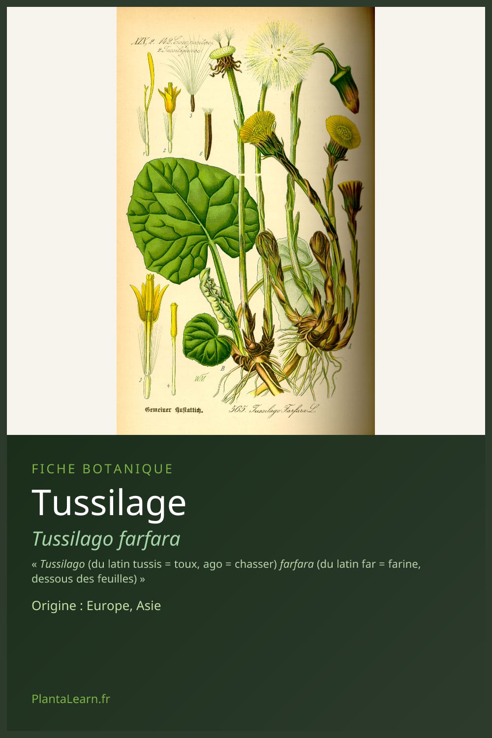 Tussilage — Pin Pinterest