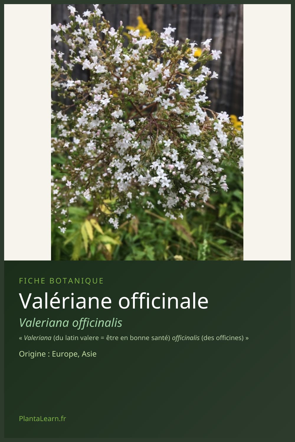 Valériane officinale — Pin Pinterest