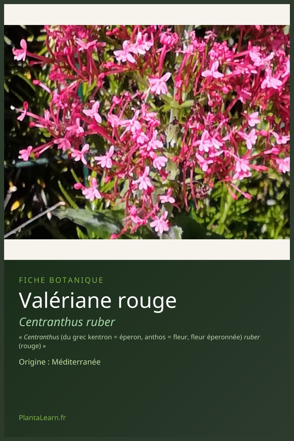 Valériane rouge — Pin Pinterest