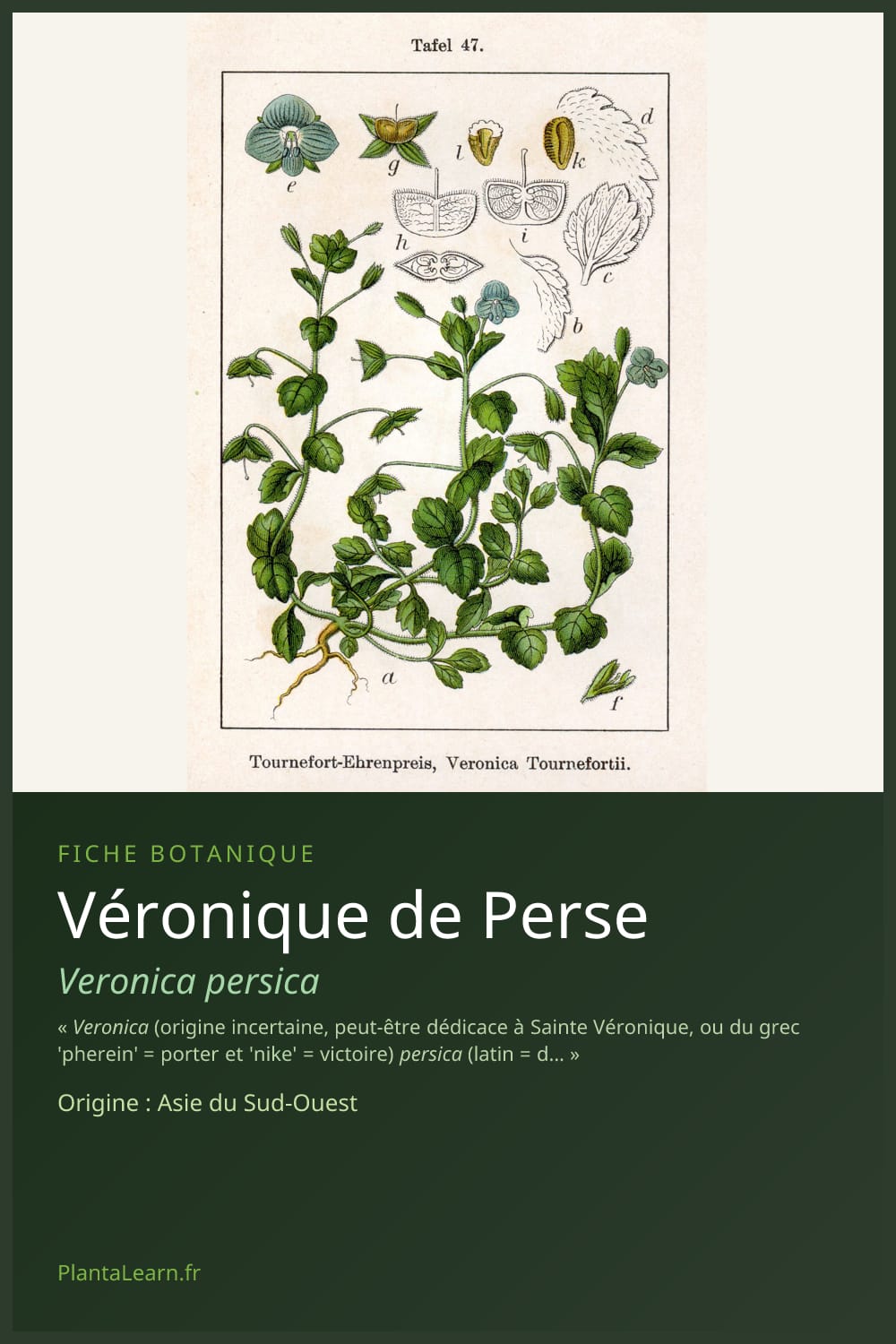 Véronique de Perse — Pin Pinterest