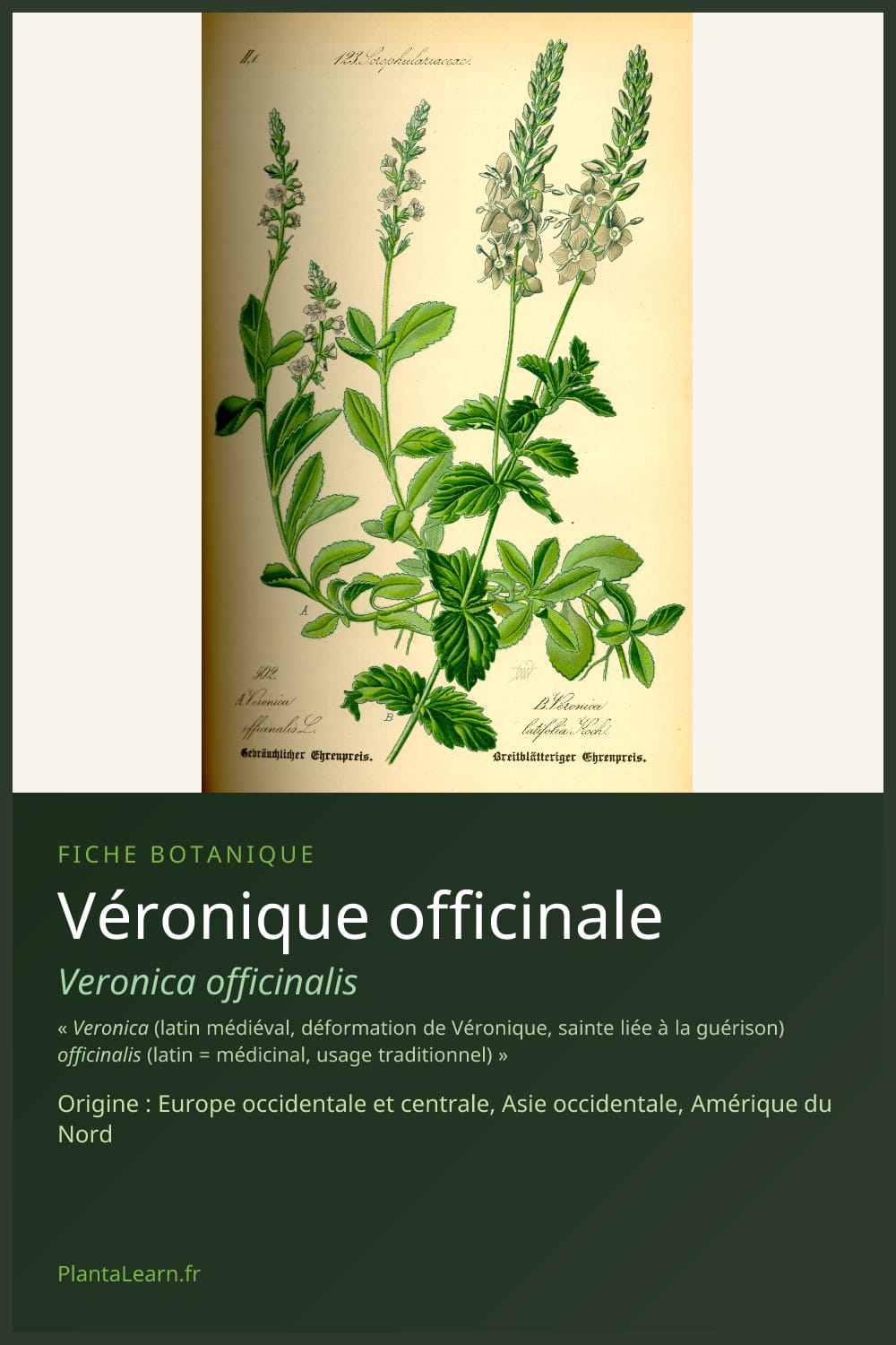 Véronique officinale — Pin Pinterest