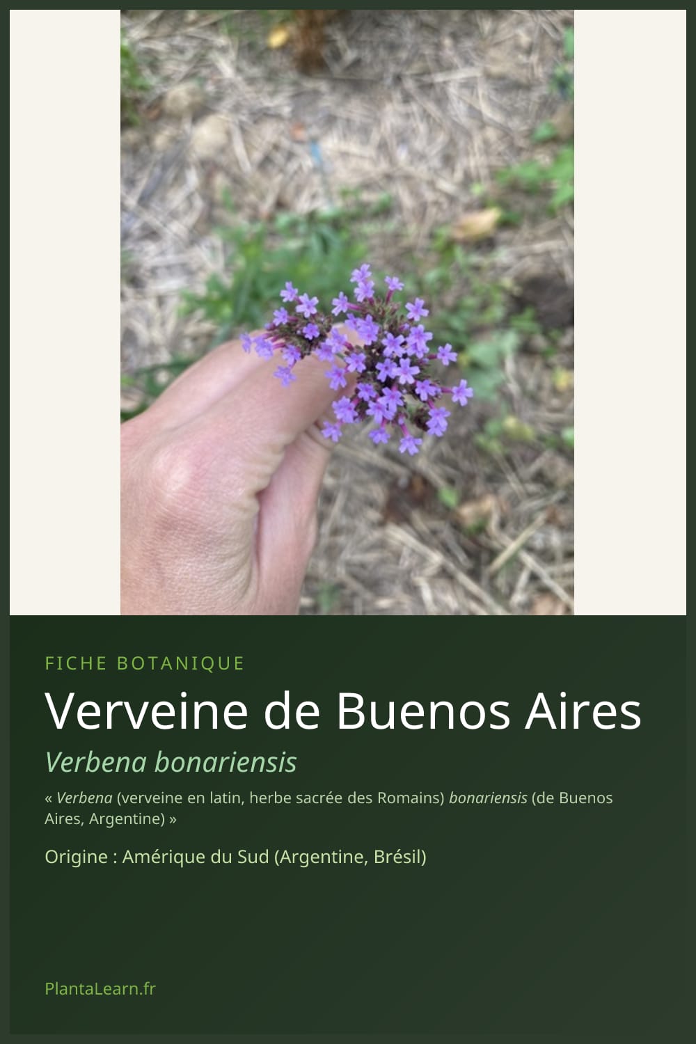 Verveine de Buenos Aires — Pin Pinterest