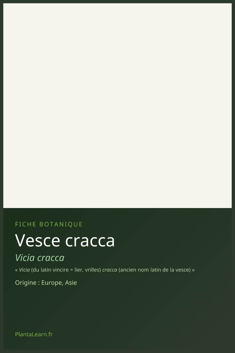Vesce cracca — Pin Pinterest