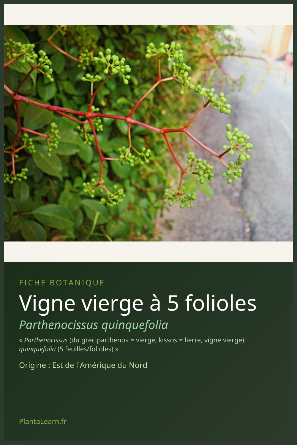 Vigne vierge à 5 folioles — Pin Pinterest