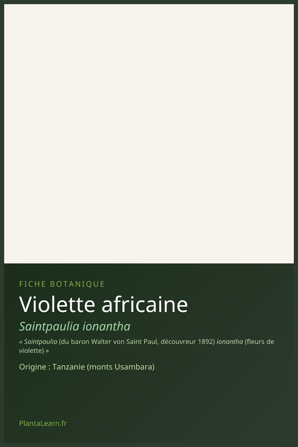 Violette africaine — Pin Pinterest