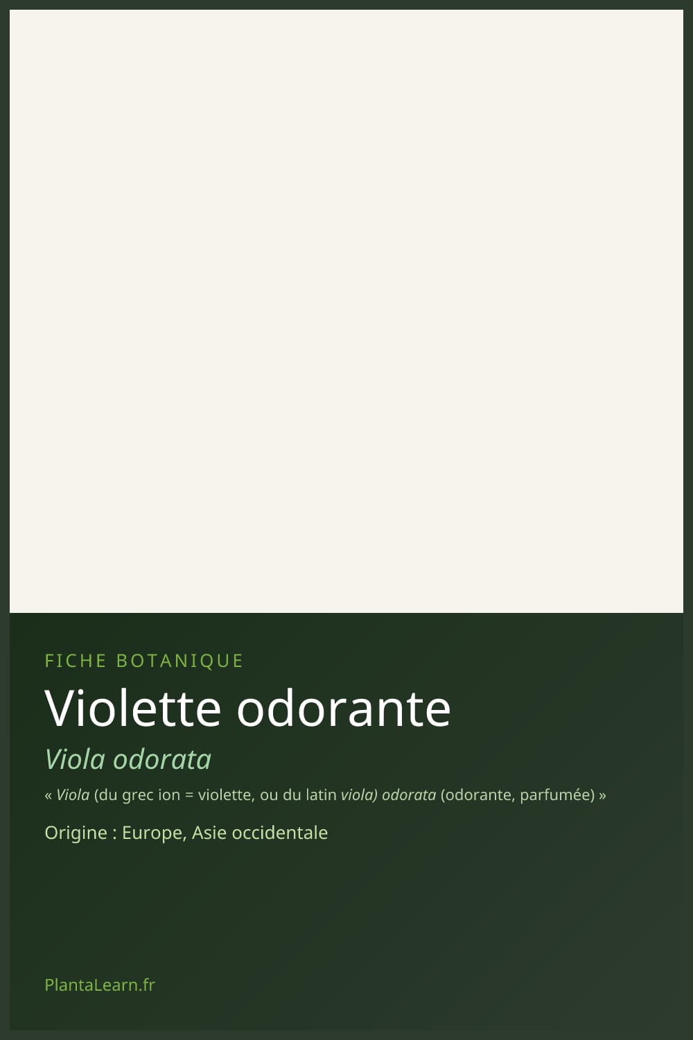 Violette odorante — Pin Pinterest
