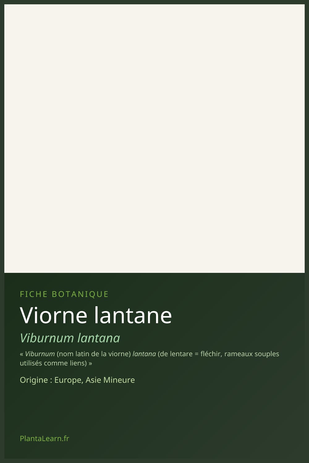 Viorne lantane — Pin Pinterest