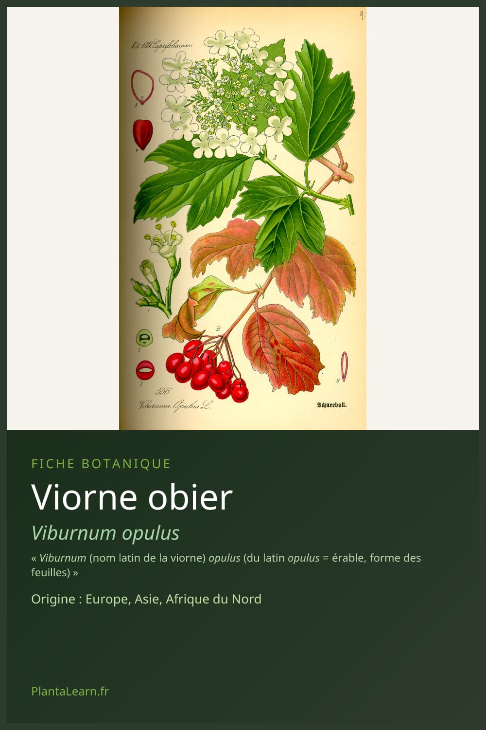 Viorne obier — Pin Pinterest