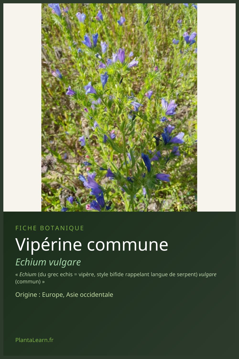 Vipérine commune — Pin Pinterest
