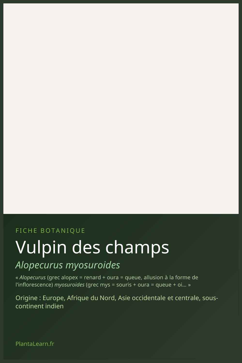 Vulpin des champs — Pin Pinterest