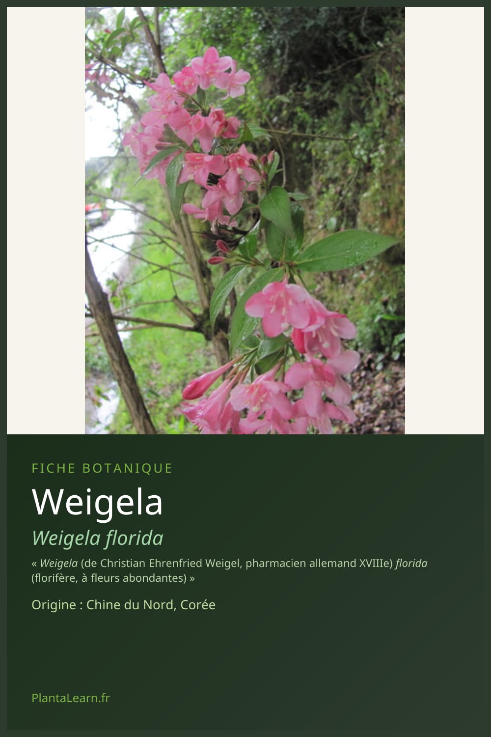 Weigela — Pin Pinterest