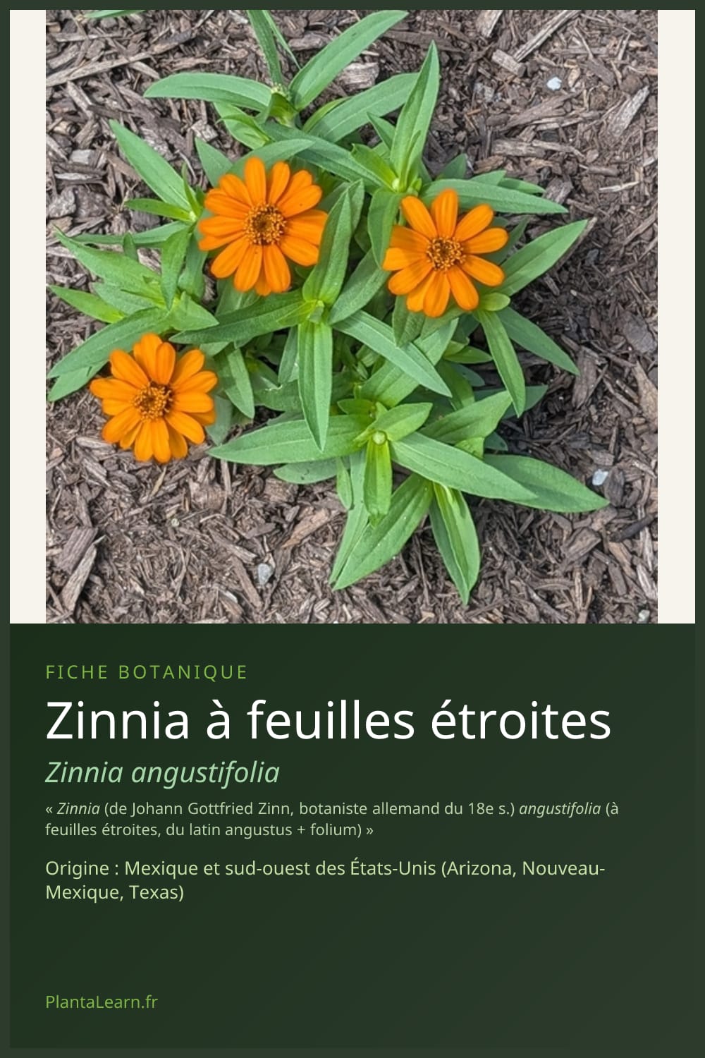 Zinnia à feuilles étroites — Pin Pinterest